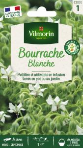 Bourrache Blanche